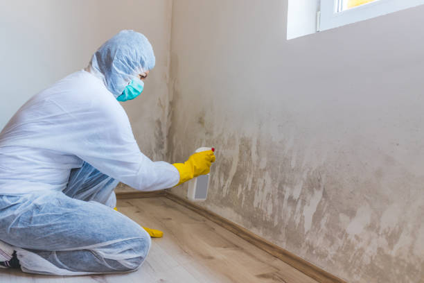 Mold Remediation specialist working in Lithia