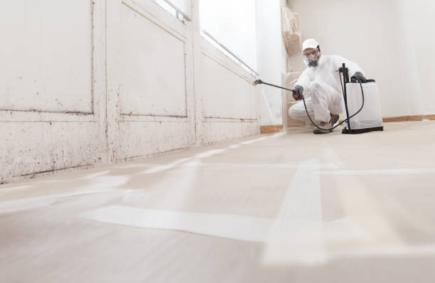 Black mold remediation team in Lithia